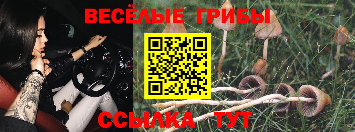 Псилоцибиновые грибы Cubensis Каменск-Шахтинский